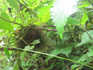 with the nest of Taita apalis Copyright Rupi Mangat