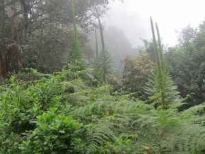 Lobelia in the mist mountains Copyright Rupi Mangat