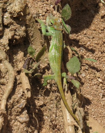 Endemic chameleon on Taita Hills Copyright Rupi Mangat
