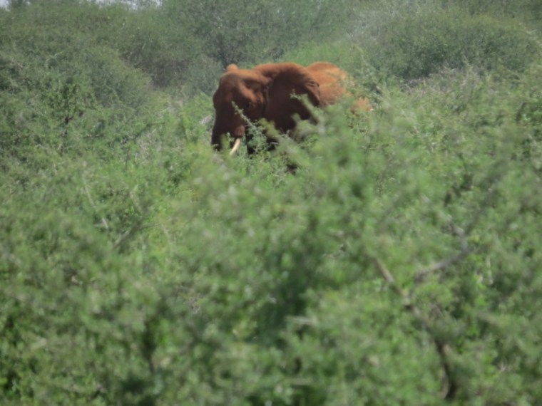 'Red' elephant coloured by the earth on side of road to Tsavo West Copyright Rupi Mangat