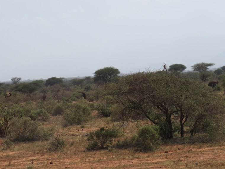 Historical route between Voi and Tsavo West during WW1 Copyright Rupi Mangat