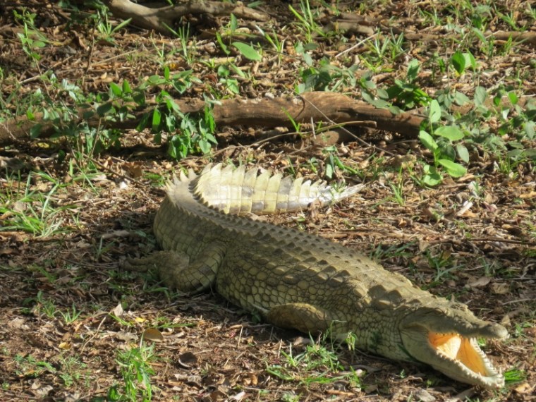 Crocodile by River Samte Copyright Rupi Mangat
