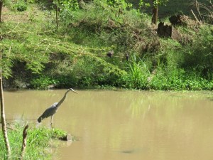 and black headed heron Copyright Rupi Mangat