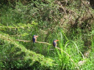 Pair of malachite kingfishers over River Sante Copyright Rupi Mangat