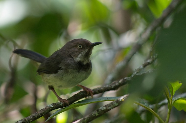 Critically endangered bird Taita apalis adult. Copyright Luca Borghesio