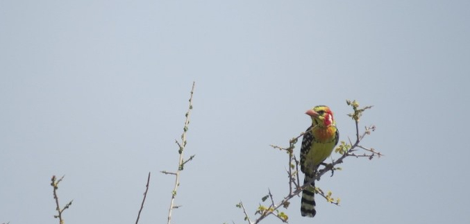 Red and Yellow barbet at Turkana Basn Institute - l would happily have traded places with it to flit around! Copyright Rupi Mangat
