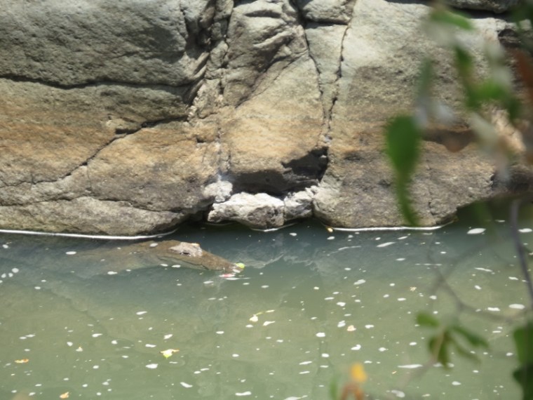 The crocodile in Kerio River at Cheploge Gorge just chilling escaping the HOT sun. Copyright Rupi Mangat