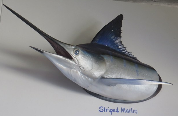 Striped marlin at Hemingways bar - life size caste model of the deep-sea fish  Copyright Rupi Mangat