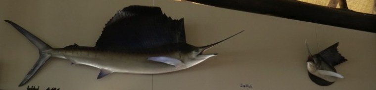 Magnificent Sailfish at Hemingways bar - life size caste model of the deep-sea fish  Copyright Rupi Mangat