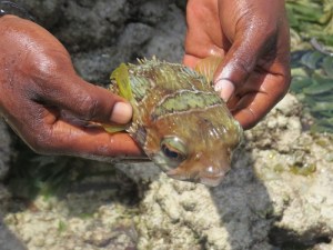Puffer fish in the rock pools at low tide- Copyright Rupi Mangat