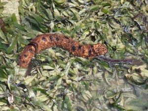 Sea cucumber - keeps the ocean floor clean - in the rock pools at low tide- Copyright Rupi Mangat