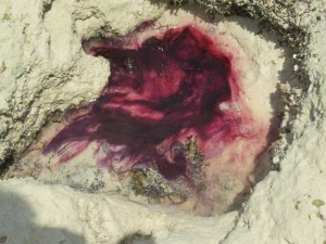 Sea sponge releases red ink to ward off enemies in the rock pools at low tide- Copyright Rupi Mangat