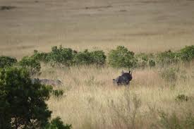 black rhino in mara