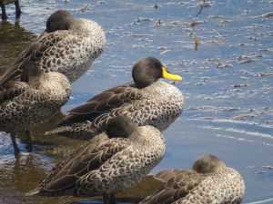 Yellow-billed ducks line the spillway Copyright Rupi Mangat