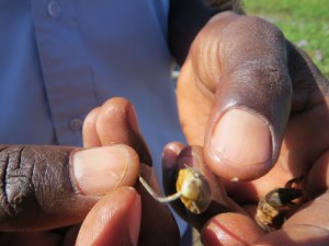 The cricket bait to fish at Kamnarok Copyright Rupi Mangat