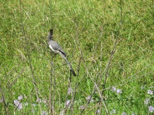Birdlife, homesteads at Kamnarok Copyright Rupi Mangat