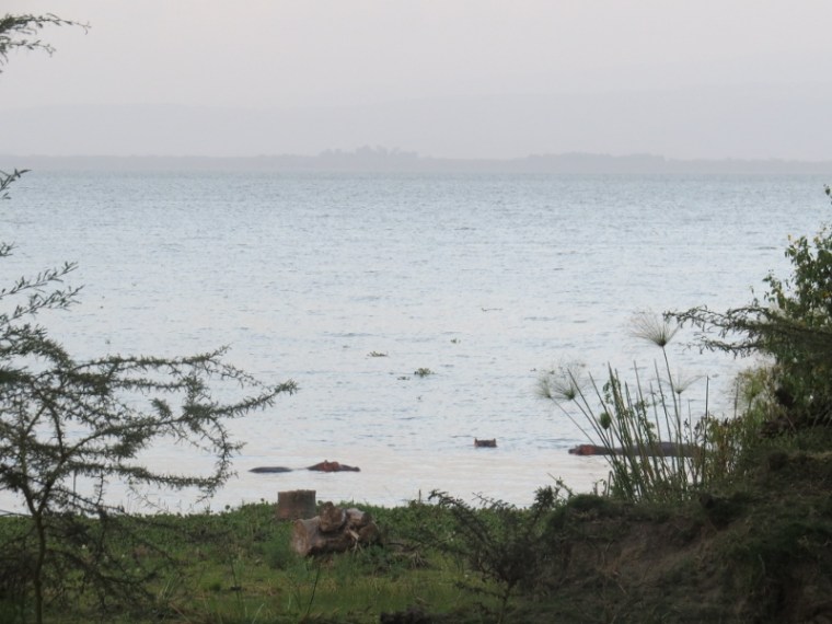 Hippos in Lake Naivasha in the dusk light Copyright Rupi Mangat