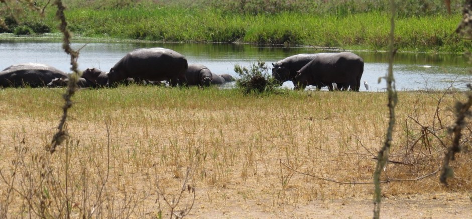 Hippos ashore Copyright Rupi Mangat