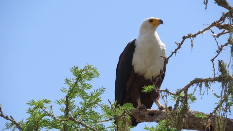 The stately African fish eagle Copyright Rupi Mangat