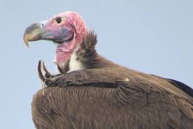 lappet faced vulture