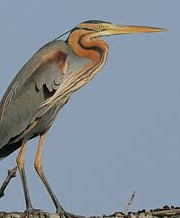 purple heron (400x258)
