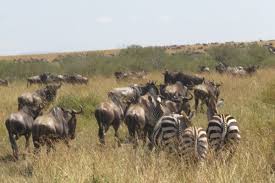 wildebeest and zebra in mara