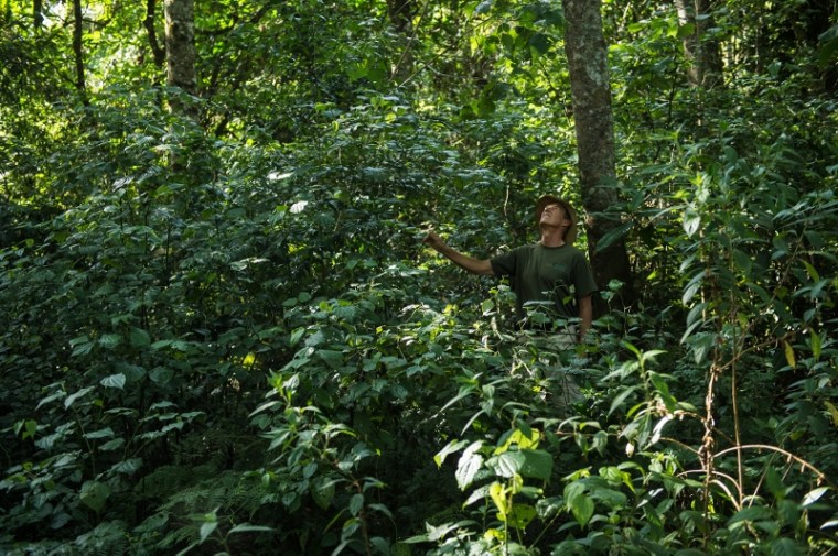 Bracken forest 2016 (800x532)