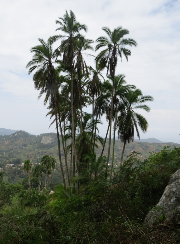 The elegant palm that’s a signature of the Taita Hills, Phoenix reclinata. Copyright Rupi Mangat