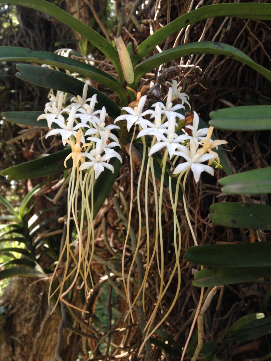 Orchids - indigenous to Kenya - Iphone Copyright Mark Nicholson