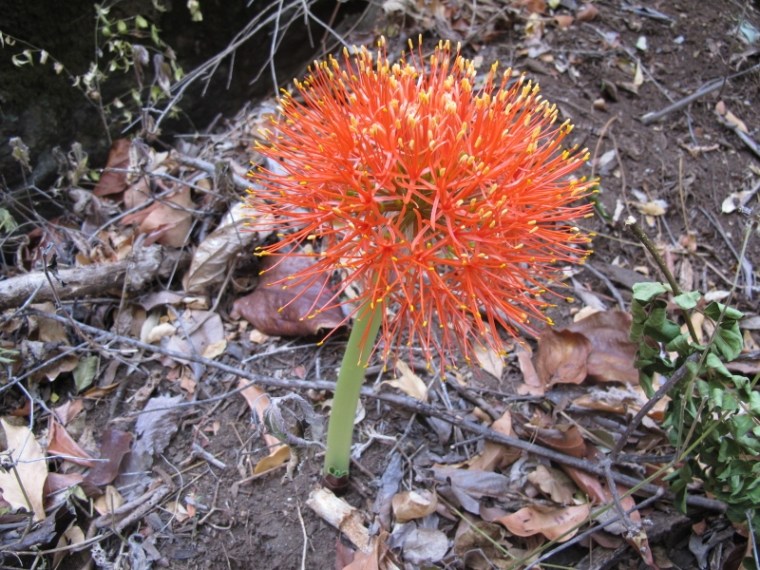 SCAD MULT by Mark Nicholson (800x600)