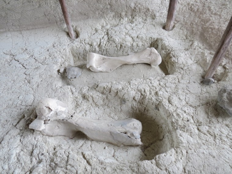 Fossil of Elphus reckii in-situ dated at 992,000 years ago with the smaller modern elephant. - copyright Rupi Mangat for 5 May 2018