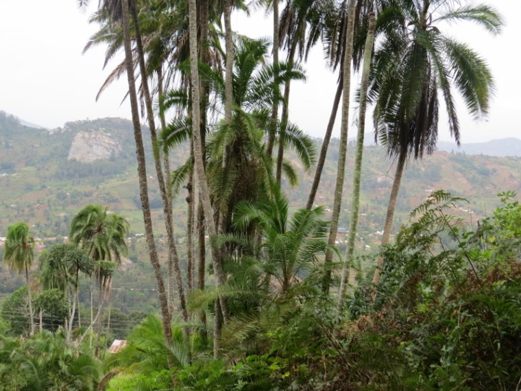 Phoenix reclinata, a common palm tree in Taita Hills. Copyright Rupi Mangat