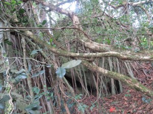 The skull cave hidden in Vuria part of the Taita Hills - copyright Rupi Mangat