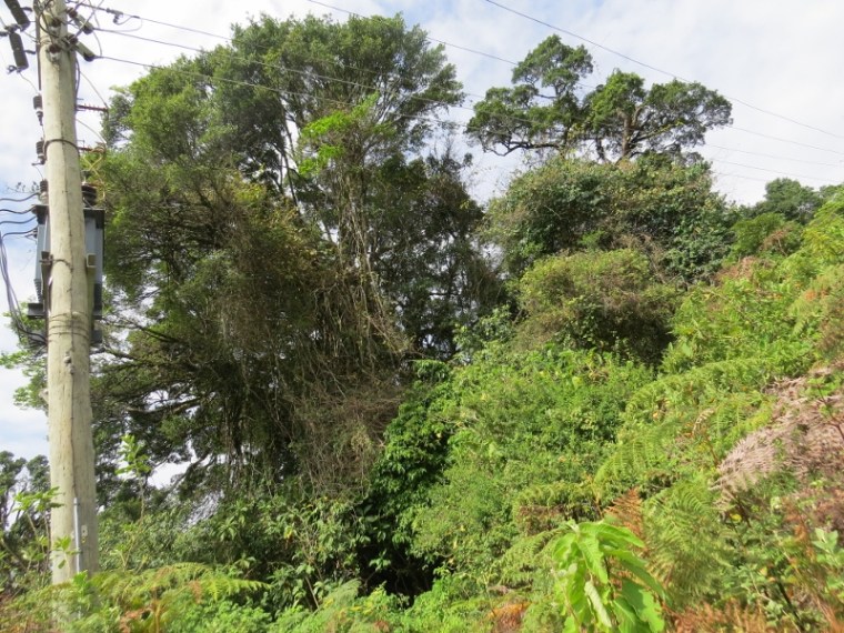The fig tree standing vigil at the skull cave on Vuria part of the Taita Hills