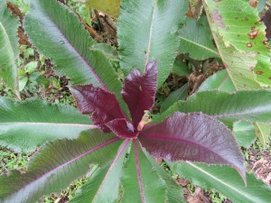 Wild plants of Vuria in Taita Hills - copyright Rupi Mangat