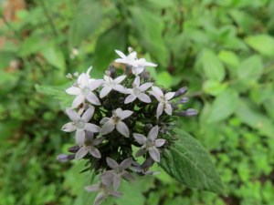 Wild flowers of Vuria in Taita Hills - copyright Rupi Mangat