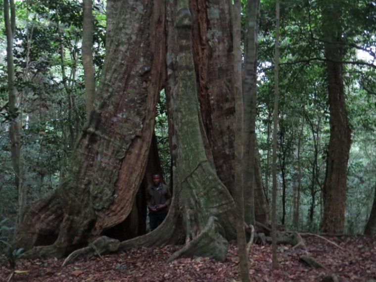 Handrison Mwameso, the guide from Dawida Biodiversity Conservation group (DABICO) in the cave tree in Ngangao forest. Copyright Rupi Mangat