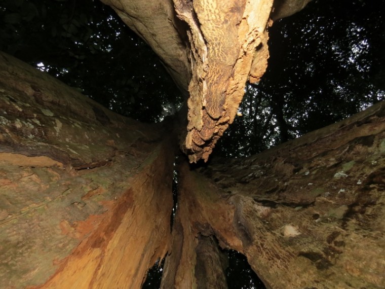 Inside the cave tree, the Aningeria adolfi or the muna tree, in Ngangao forest. Copyright Rupi Mangat