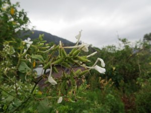 Wild flowers on Vuria in Taita Hills - copyright Rupi Mangat