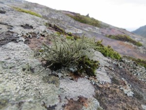 Moss and lichens on Vuria in Taita Hills - copyright Rupi Mangat