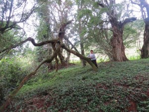 In the sacred forest 'fighi' on Vuria in Taita Hills - copyright Rupi Mangat