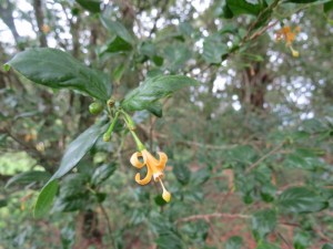 Wild flowers on Vuria in Taita Hills - copyright Rupi Mangat