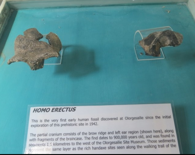 The two fragments of the cranium (skull) – the very first human fossil discovered at Olorgesailie. Dated at 900,000 years ago, in museum at Olorgesailie copyright Rupi Mangat 5 May 2018
