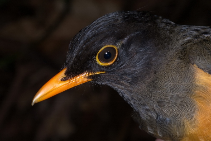 Taita Thrush in neighbouring Yale forest where there are 2 pairs - copyright Luca Borghesio