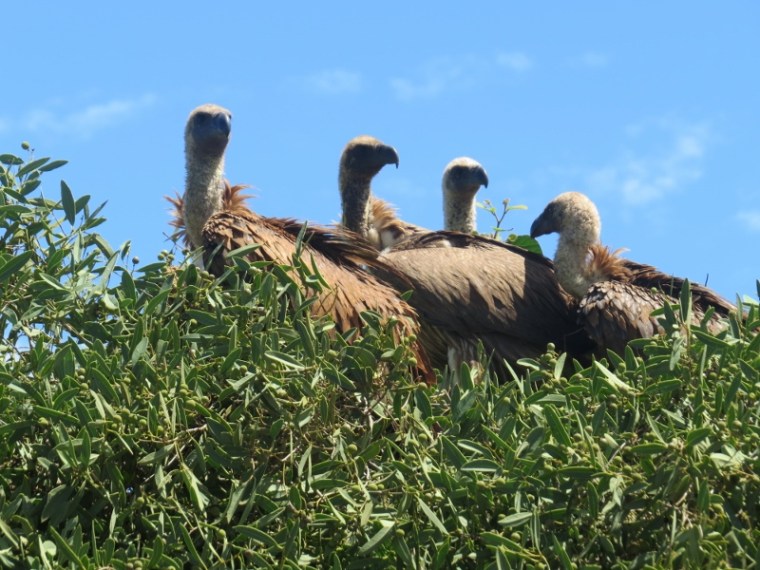 White-backed Vultures atop the trees by the side of the red road of Tsavo Copyright Rupi Mangat