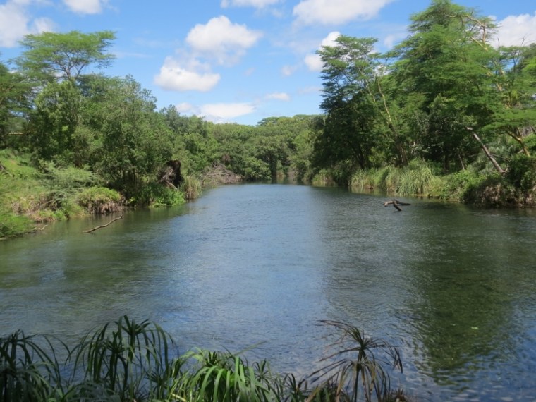 Crystal clear Mzima Springs in Tsavo West Copyright Rupi Mangat