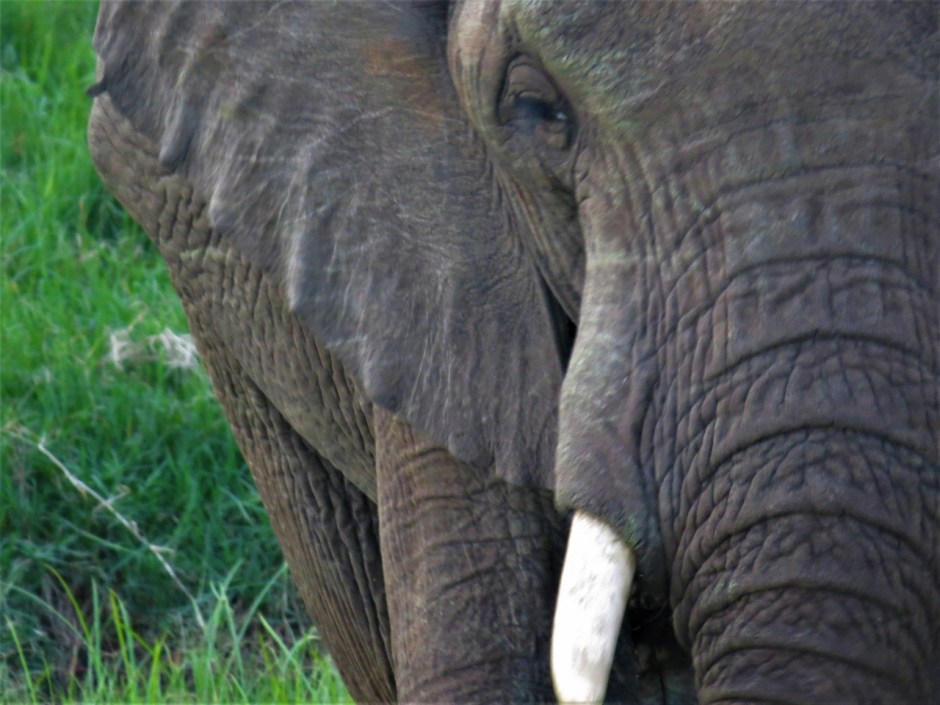 Elephant feeding in the lush swamp in Siana Springs Conservancy CopyrightRupi Mangat