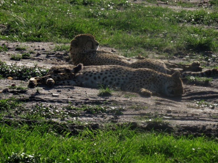 IMG_5760 (2) (800x600)