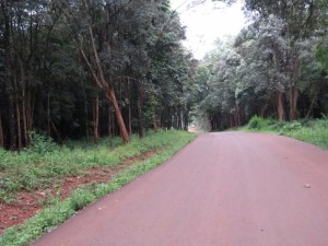 The path is lined with Brachylaena huillensis or muhugu, the wood-carvers’ favourite tree because it’s so beautiful to work with – but so over-harvested that it’s endangered in many places. Copyright Rupi Mangat