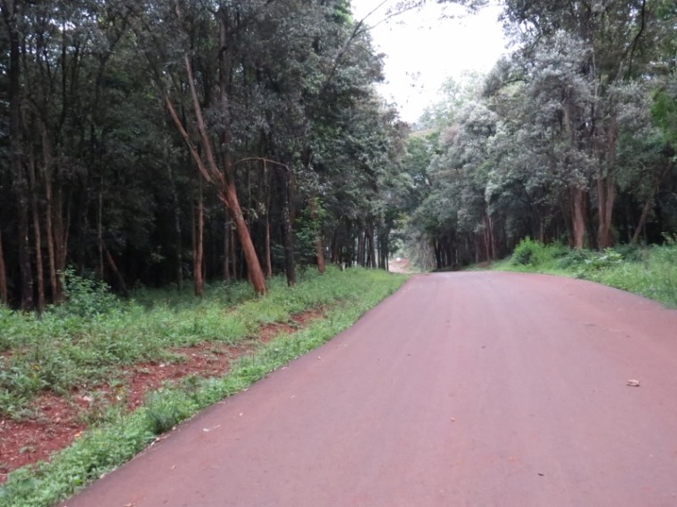 The path is lined with Brachylaena huillensis or muhugu, the wood-carvers’ favourite tree because it’s so beautiful to work with – but so over-harvested that it’s endangered in many places. Copyright Rupi Mangat